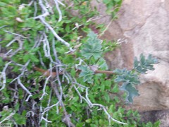Pelargonium gibbosum