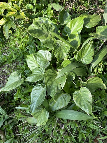 Alocasia cucullata iNat (3)