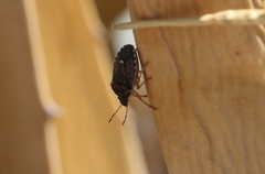 Holcostethus abbreviatus