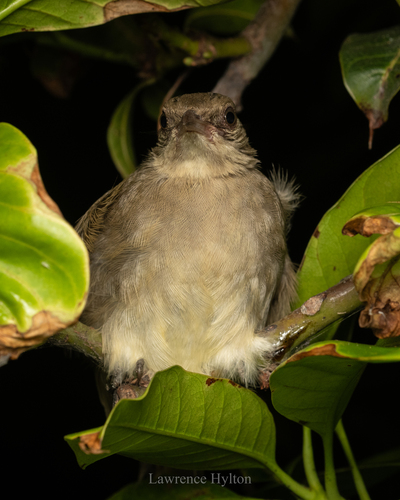 Streak-eared Bulbul (Pycnonotus conradi), photo 3