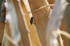 Holcostethus abbreviatus