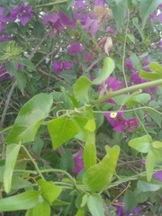 Cocculus diversifolius