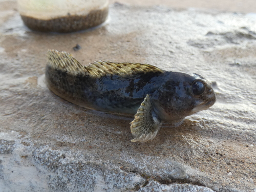 Shanny (Lipophrys pholis) — Blenniidae