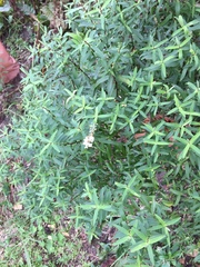 Veronica strictissima