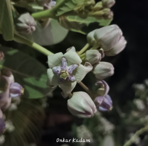 Calotropis gigantea