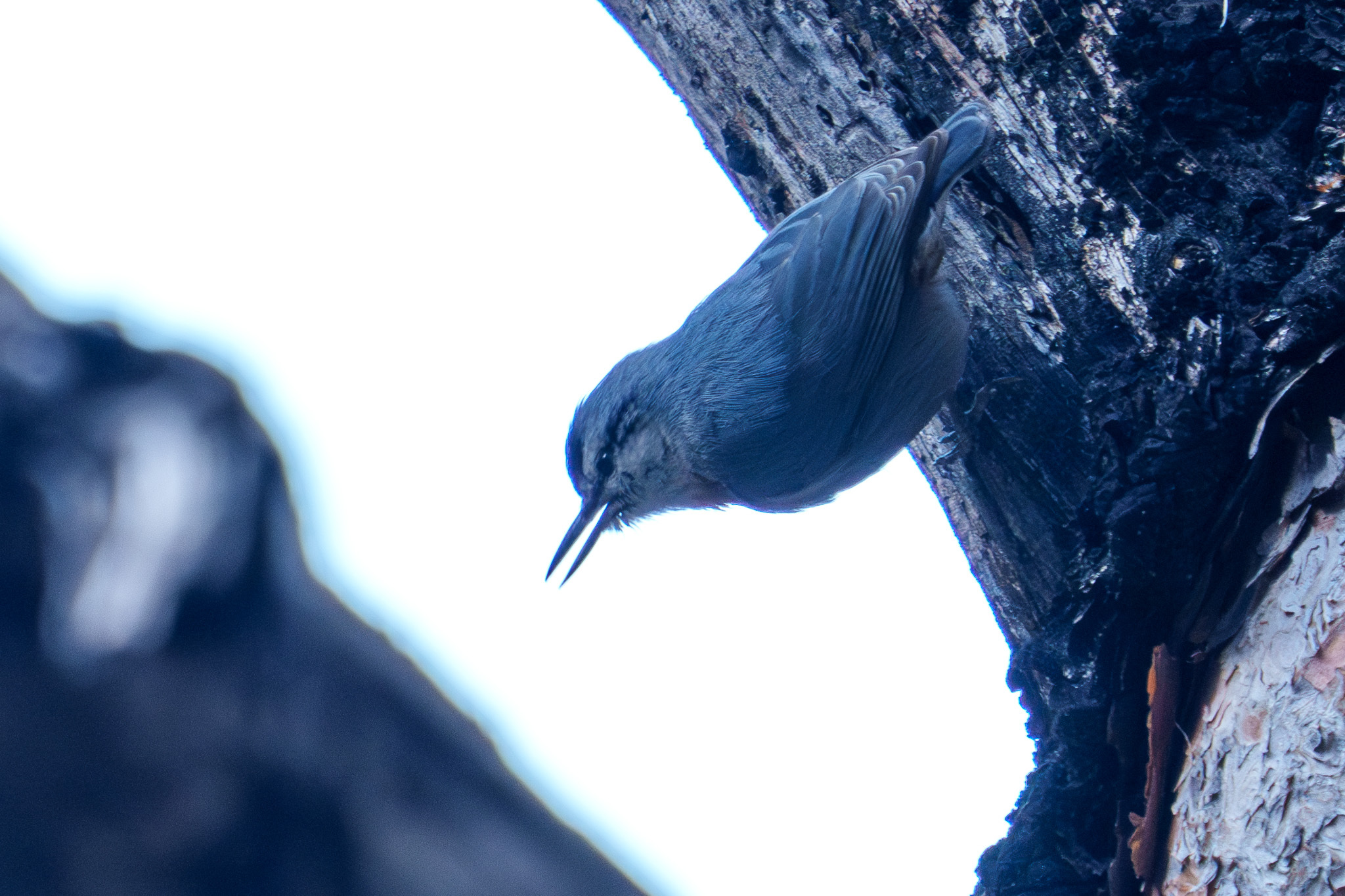 Krüper's Nuthatch (Sitta krueperi)