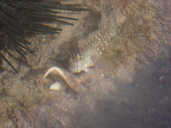 Fringelip Rockskipper photo 4