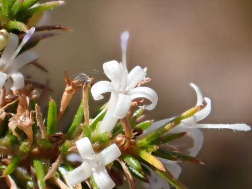 Image of Merciera leptoloba by (c) Dave U, some rights reserved (CC BY-SA)