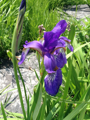 Iris sanguinea