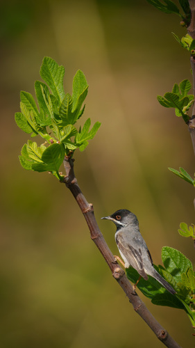 Rüppell's Warbler (Curruca ruppeli), photo 7