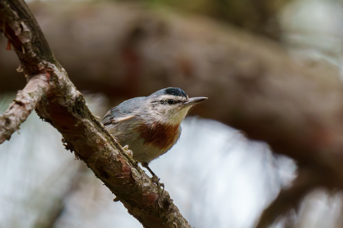 Krüper's Nuthatch, photo 8 of 8