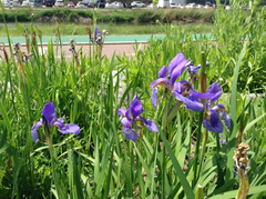 Iris sanguinea