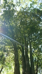 Castanopsis sieboldii