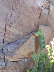 Hermannia ternifolia