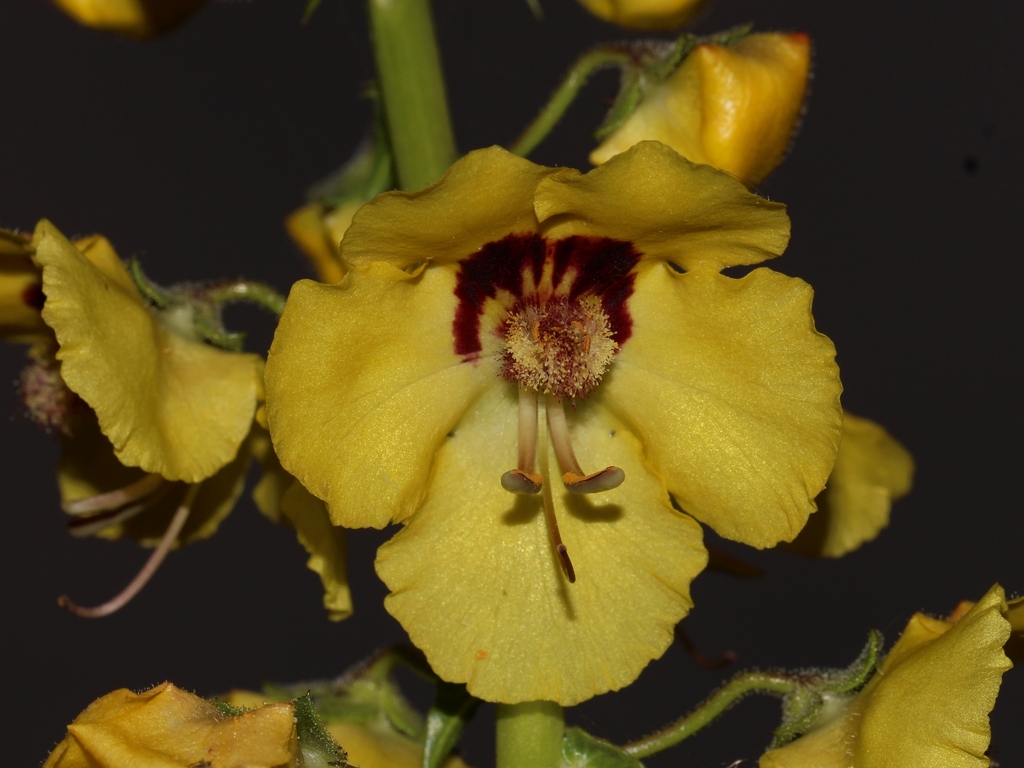 Verbascum barnadesii
