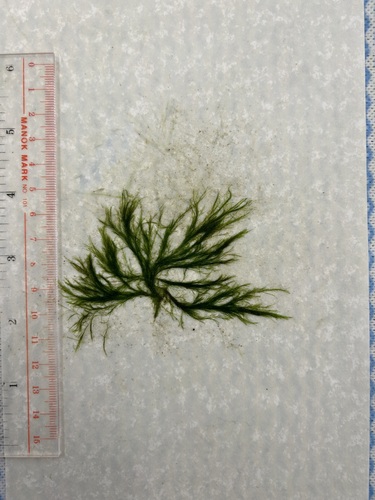 Image of Green Tarantula Weed by (c) kenziechute, some rights reserved (CC BY)