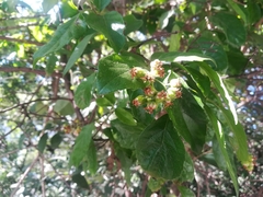 Ehretia anacua