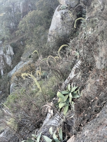Agave pedunculifera