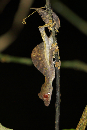 Uroplatus phantasticus
