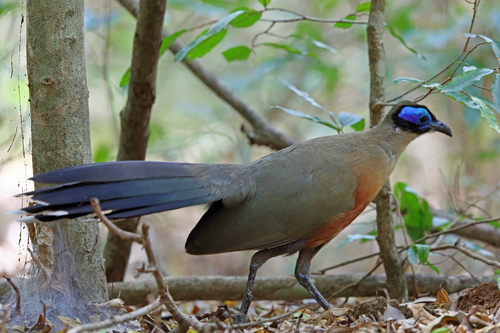 Coua gigas