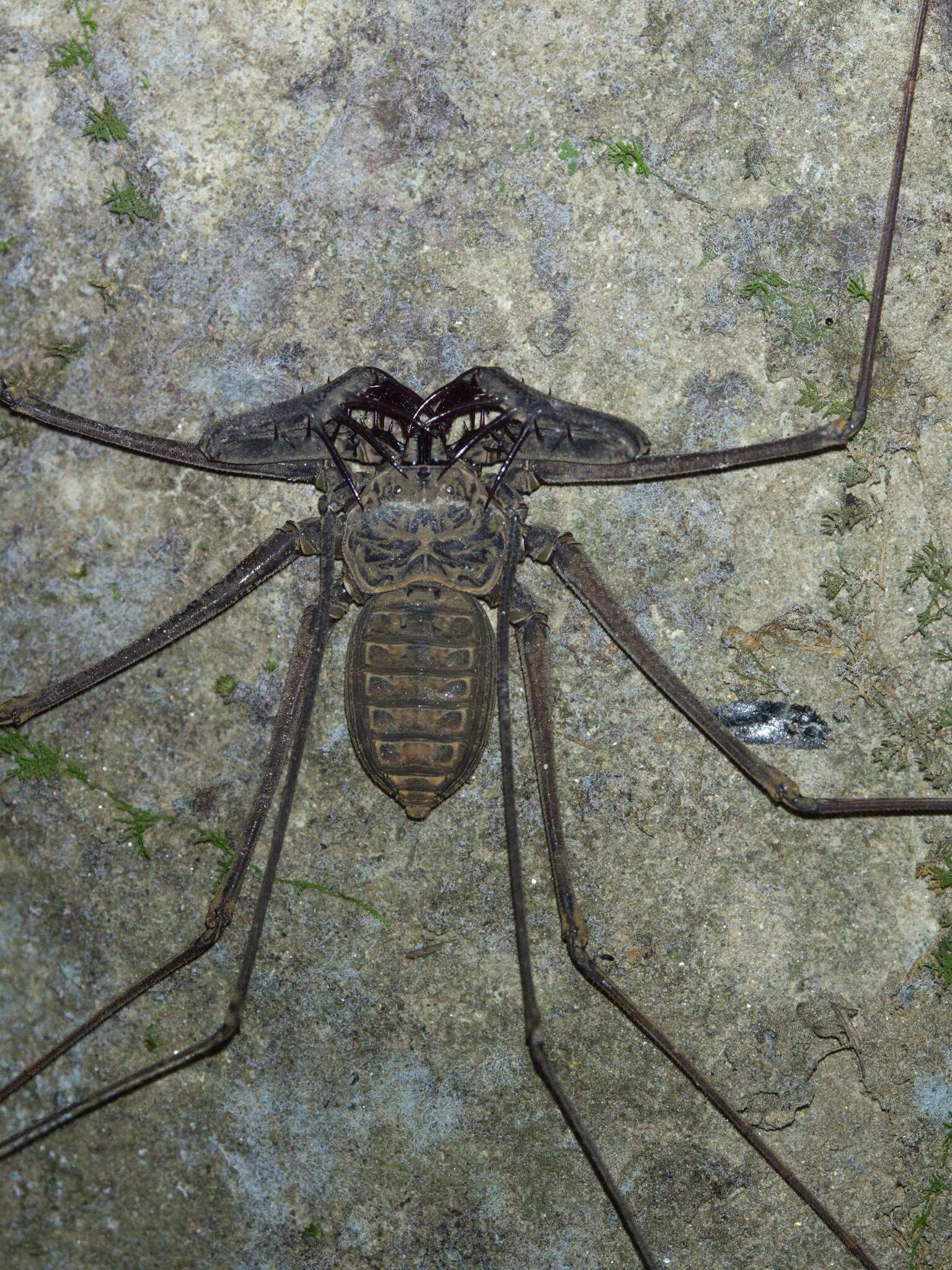 Heterophrynus batesii (Butler, 1873)