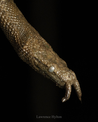 Tentacled Snake photo 3