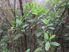Hedyosmum bonplandianum