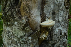 Rigidoporus ulmarius