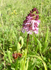 Orchis simia