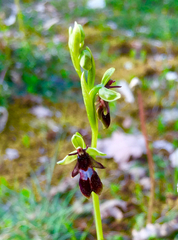 Orchis simia