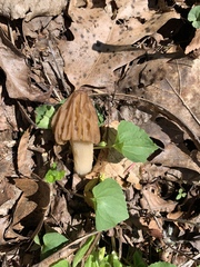 Morchella punctipes