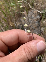 Streptanthus glandulosus secundus
