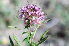 Polanisia dodecandra riograndensis