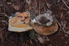 Rigidoporus microporus