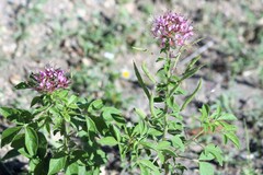 Polanisia dodecandra riograndensis