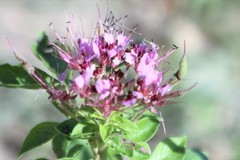 Polanisia dodecandra riograndensis