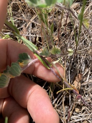 Streptanthus glandulosus secundus