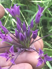Allium peninsulare