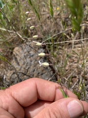 Streptanthus glandulosus secundus