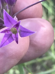 Allium peninsulare