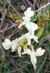 Orchis provincialis