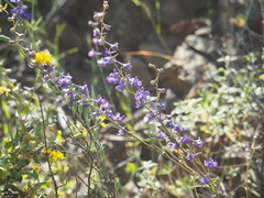 Delphinium hesperium
