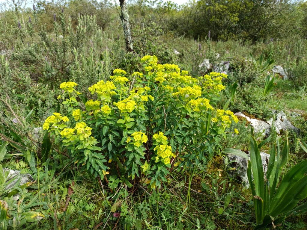 Many-branched Spurge