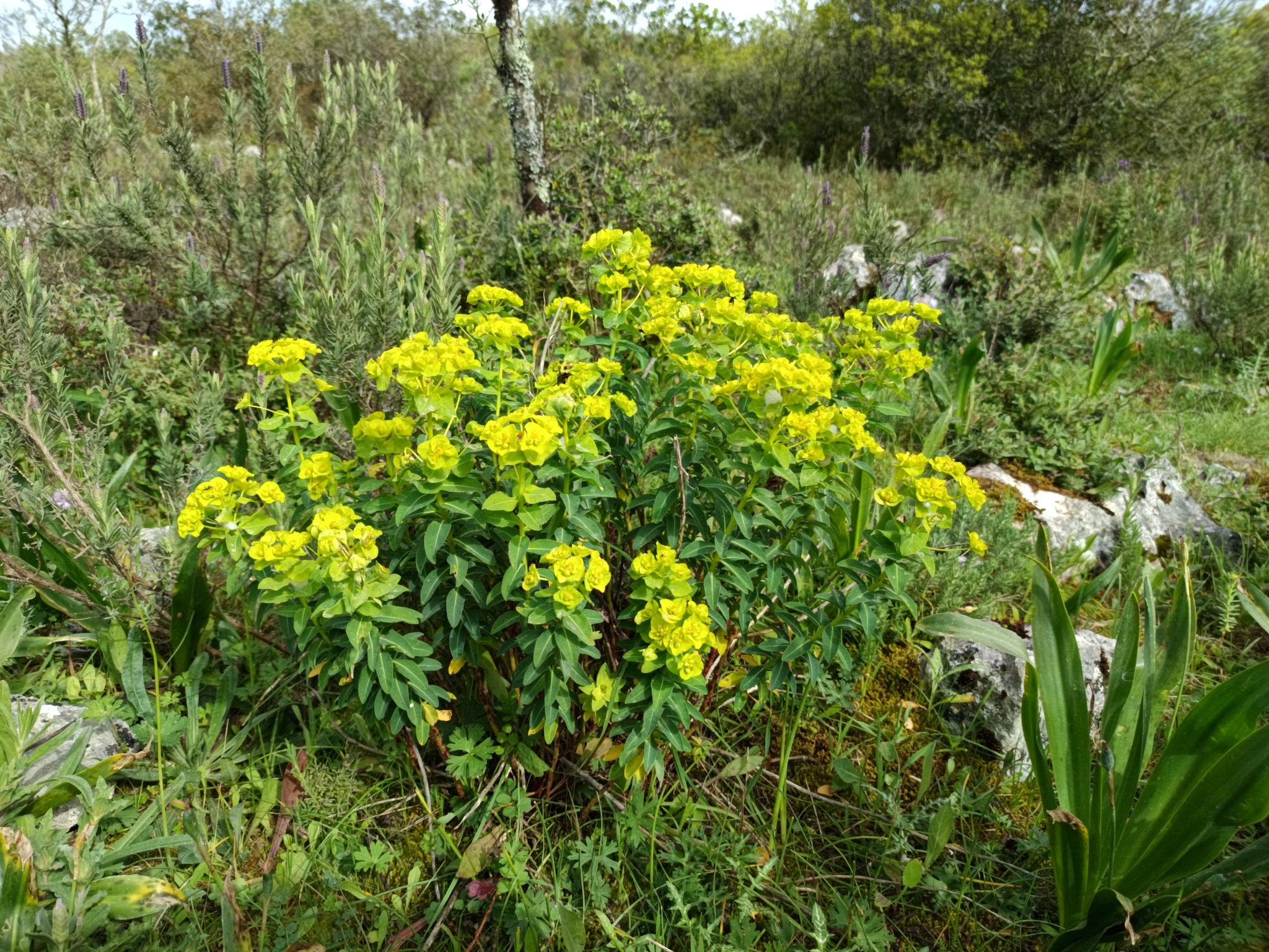 Euphorbia paniculata