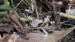 Platymantis corrugatus