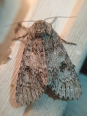Acronicta rubricoma