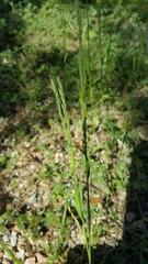 Limnodea arkansana