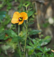 Papaver heterophyllum