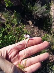 Oxalis polyphylla