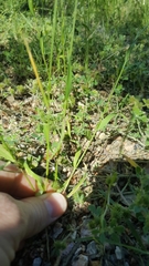 Limnodea arkansana